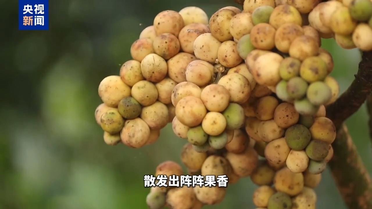 
北京朝阳医院黄牛代挂号电话票贩子号贩子网上预约挂号,住院检查加快,博鳌有新知丨黄晶果、牛奶果……来“世界热带水果之窗”品尝水果盛宴！