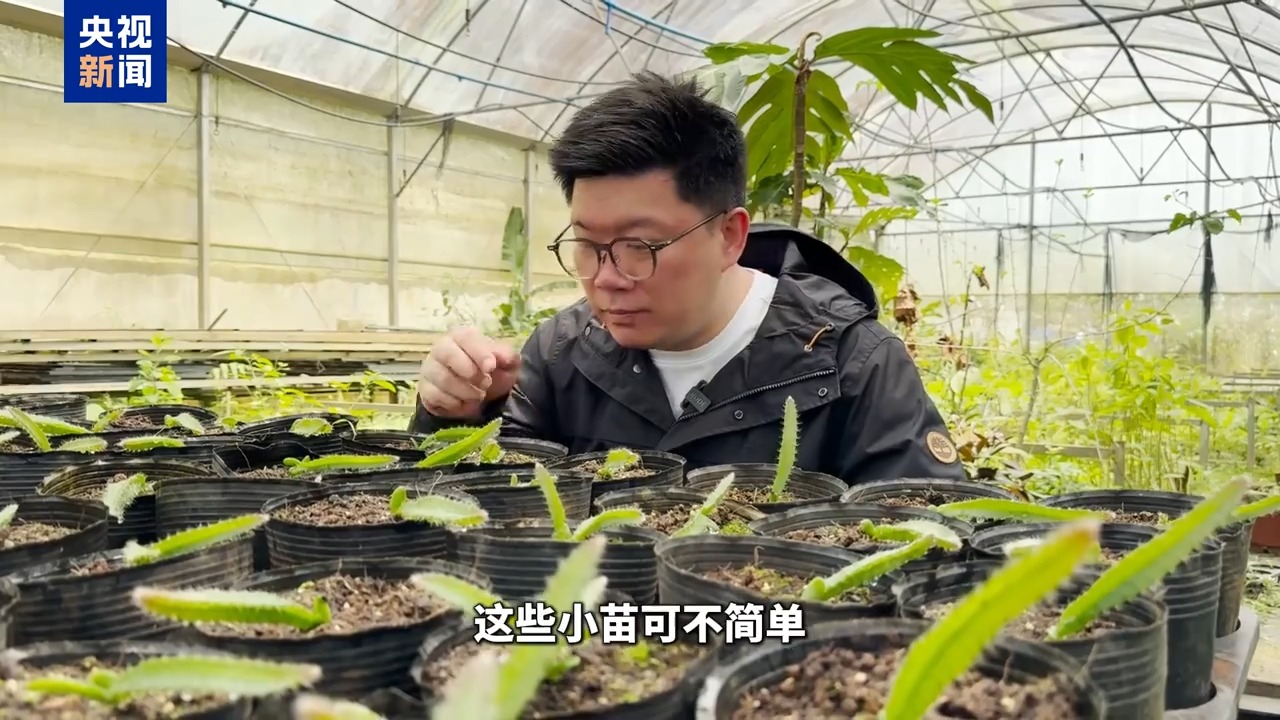 
北京朝阳医院黄牛代挂号电话票贩子号贩子网上预约挂号,住院检查加快,博鳌有新知丨黄晶果、牛奶果……来“世界热带水果之窗”品尝水果盛宴！