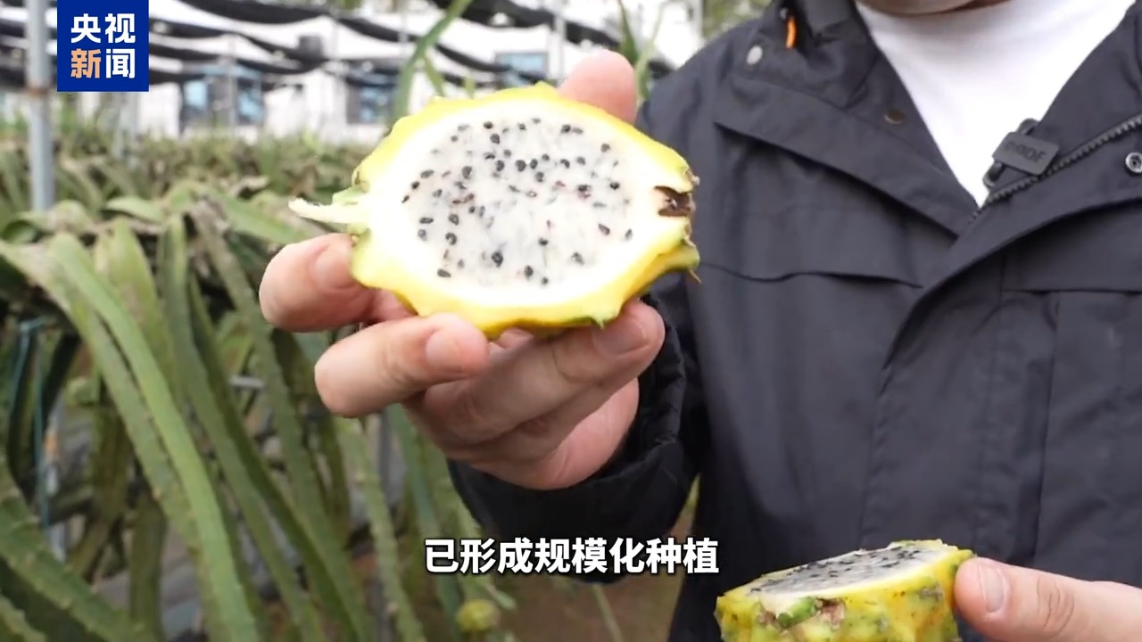 
北京朝阳医院黄牛代挂号电话票贩子号贩子网上预约挂号,住院检查加快,博鳌有新知丨黄晶果、牛奶果……来“世界热带水果之窗”品尝水果盛宴！
