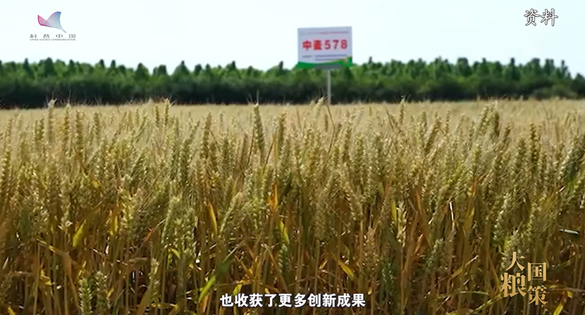 
北京佑安医院黄牛代挂号电话票贩子号贩子网上预约挂号,住院检查加快,【大国粮策】从田间到舌尖，一粒小麦的“72变”