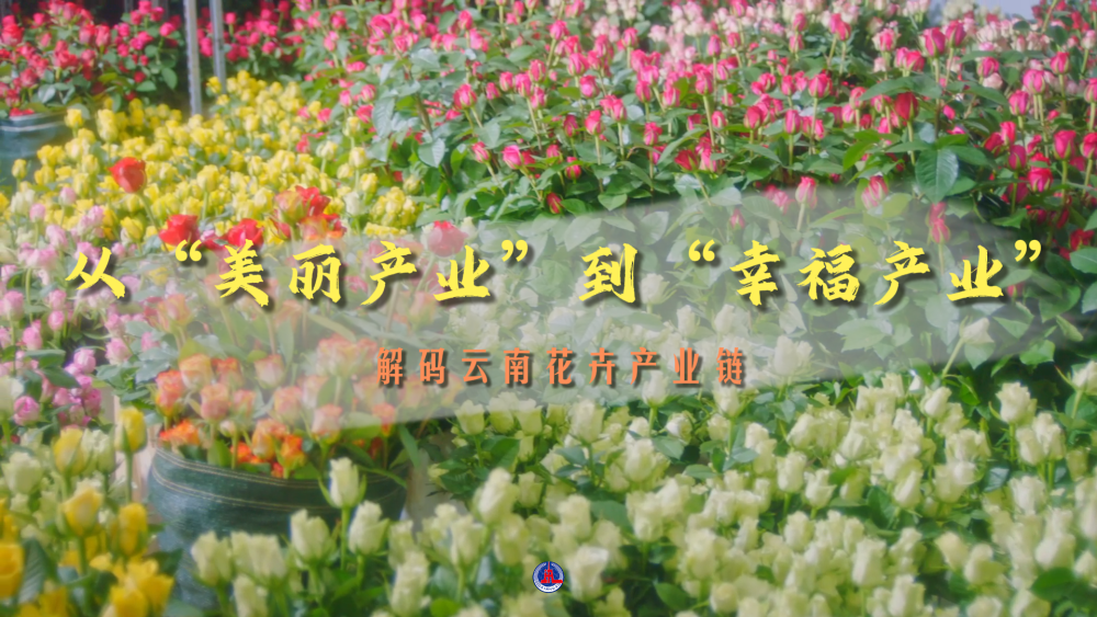 
上海华山医院黄牛代挂号电话票贩子号贩子网上预约挂号,住院检查加快,解码云南花卉产业链——从“美丽产业”到“幸福产业”