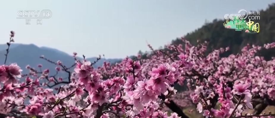 
南京各大医院黄牛代挂号电话票贩子号贩子网上预约挂号,住院检查加快,“农商文旅体”释放多“彩”活力 多样消费激活“春日经济”一池春水