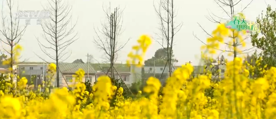 
南京各大医院黄牛代挂号电话票贩子号贩子网上预约挂号,住院检查加快,“农商文旅体”释放多“彩”活力 多样消费激活“春日经济”一池春水