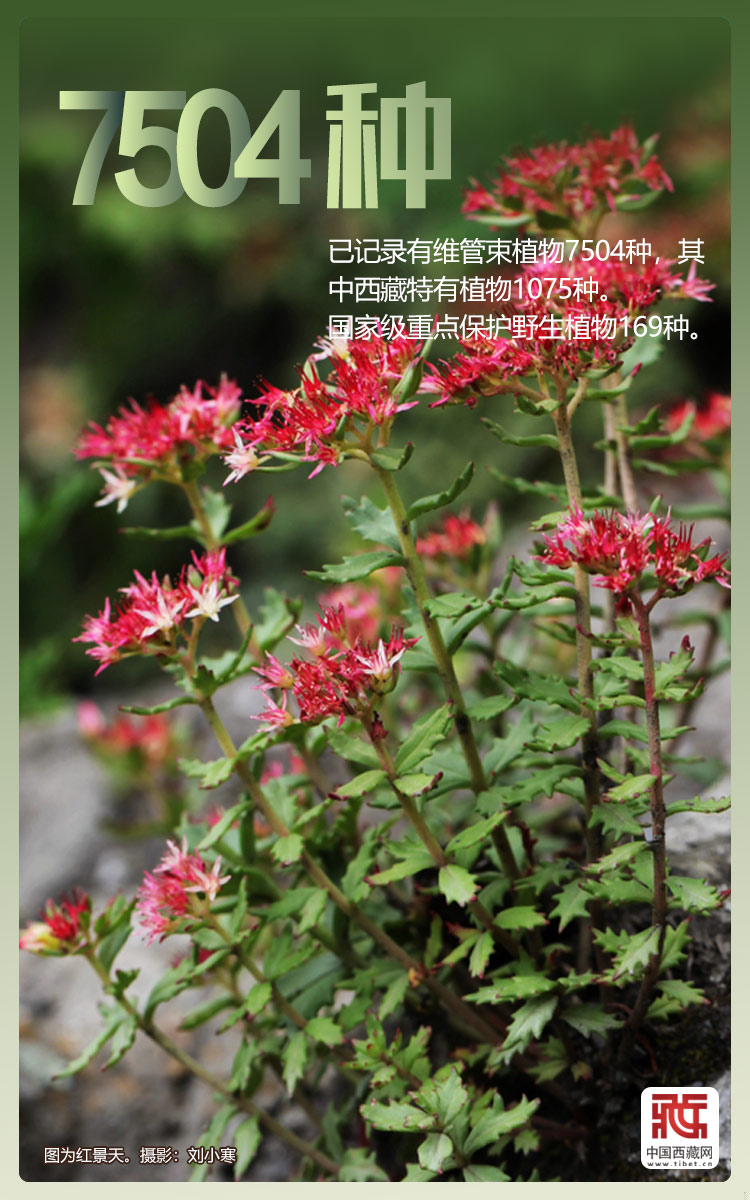 
浙江大学儿童医院黄牛代挂号电话票贩子号贩子网上预约挂号,住院检查加快,海报｜西藏持续打造生态文明高地
