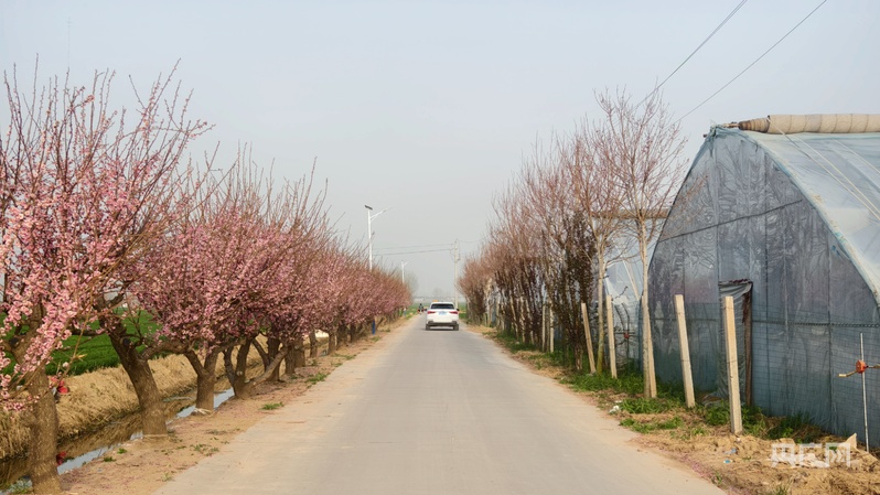 
南京市口腔医院黄牛代挂号电话票贩子号贩子网上预约挂号,住院检查加快,【乡路上，感受脉动中国】大棚“蔬”写乡村新途景 小多肉开出“致富花”