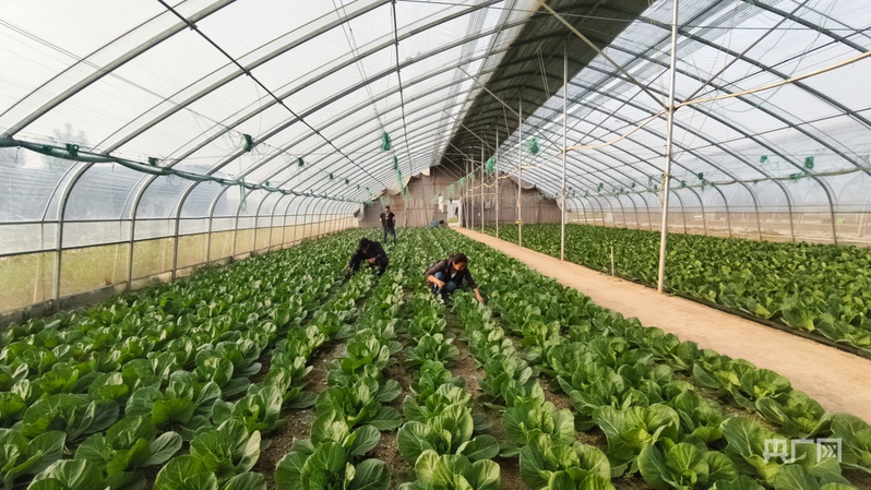 
南京市口腔医院黄牛代挂号电话票贩子号贩子网上预约挂号,住院检查加快,【乡路上，感受脉动中国】大棚“蔬”写乡村新途景 小多肉开出“致富花”