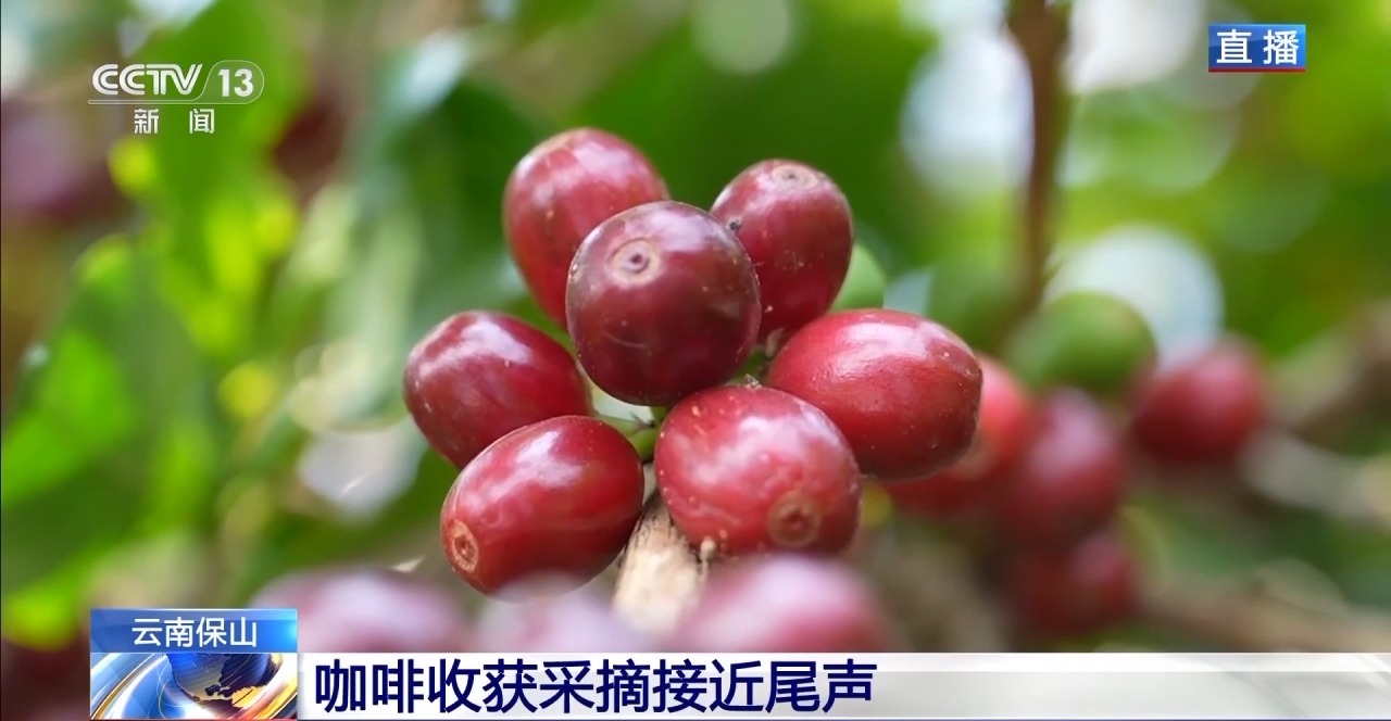 
北京儿童医院黄牛代挂号电话票贩子号贩子网上预约挂号,住院检查加快,“左手咖啡右手茶” 两张产业名片助力云南经济腾飞