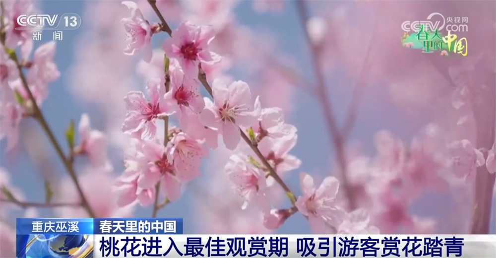 
江苏省中医院黄牛代挂号电话票贩子号贩子网上预约挂号,住院检查加快,智“绘”春耕“新”图景 “赏花经济”为乡村振兴“景”上添“彩”