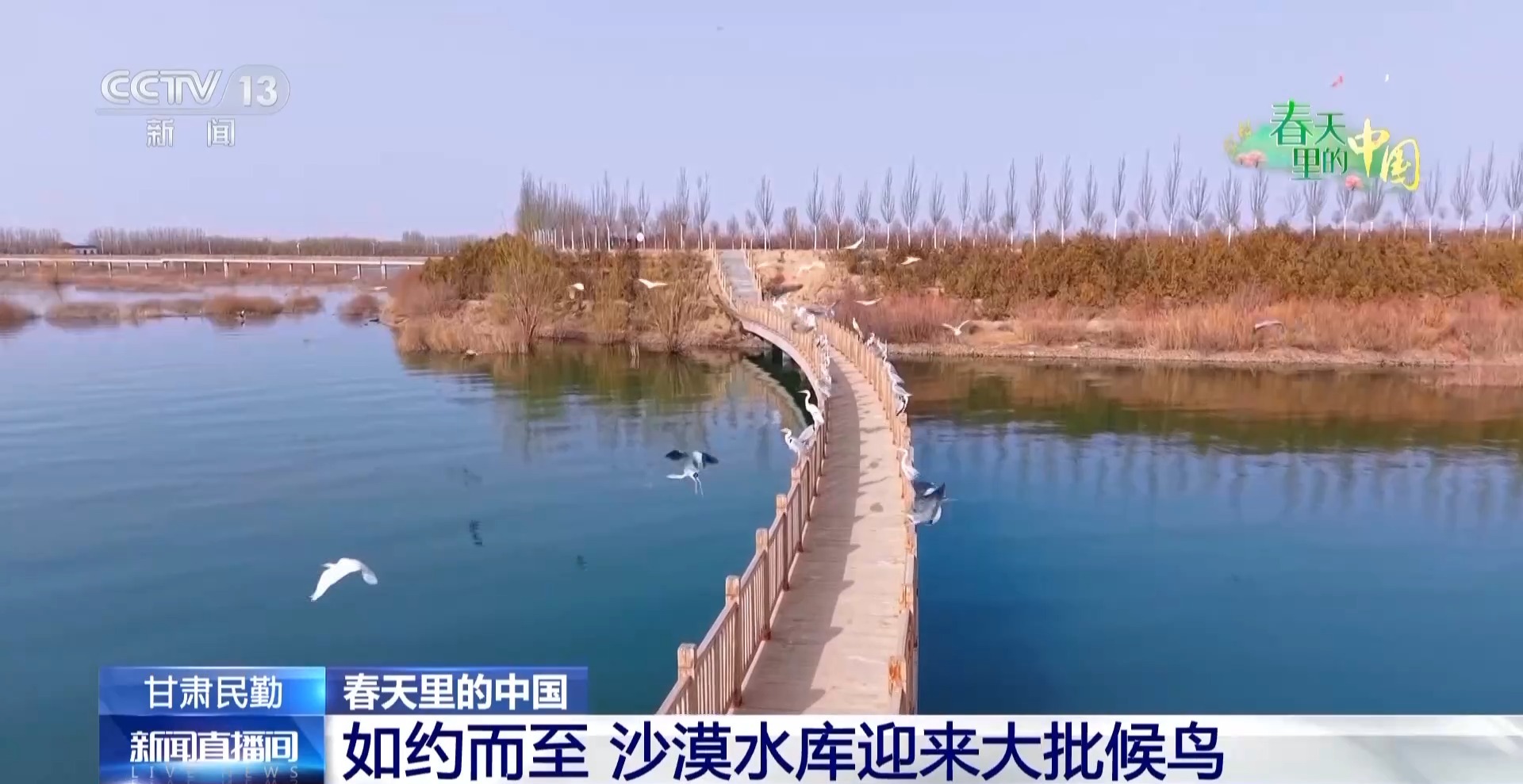 
北京301医院黄牛代挂号电话票贩子号贩子网上预约挂号,住院检查加快,沙漠水库变鸟类天堂 候鸟归来上演限定春日画卷