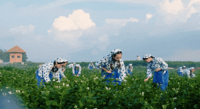 
上海肿瘤医院黄牛代挂号电话票贩子号贩子网上预约挂号,住院检查加快,好品中国丨好一朵美丽的茉莉花