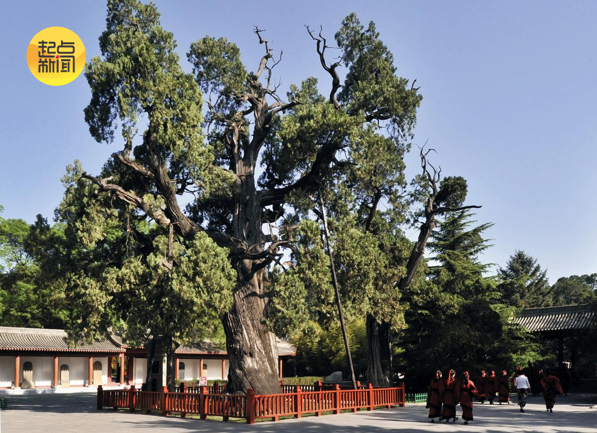 
南京各大医院黄牛代挂号电话票贩子号贩子网上预约挂号,住院检查加快,古老神奇的黄帝陵古柏群何以青绿常在？