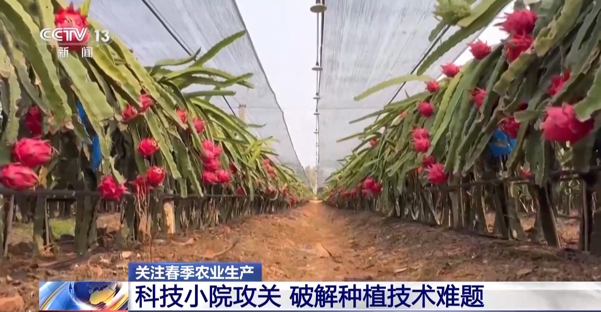 
中山大学附属第一医院黄牛代挂号电话票贩子号贩子网上预约挂号,住院检查加快,打造“田间实验室” 海南科技小院破解热带水果种植难题