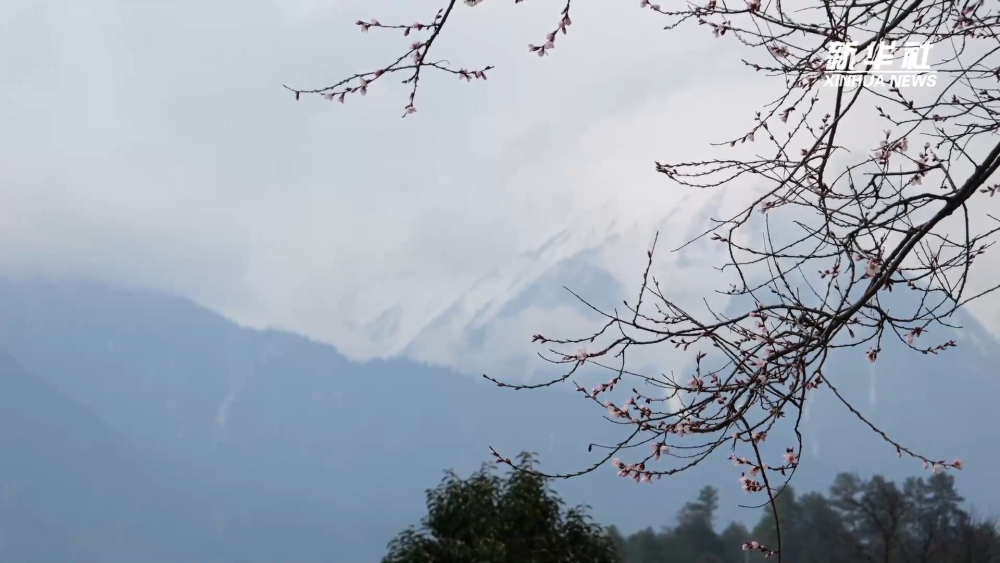 
北京中医院黄牛代挂号电话票贩子号贩子网上预约挂号,住院检查加快,高原“春”来｜生态民宿“致富经”
