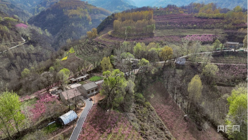 
上海华山医院黄牛代挂号电话票贩子号贩子网上预约挂号,住院检查加快,【乡路上，感受脉动中国】远山花开激活“春日经济” 阡陌交通描绘振兴图景