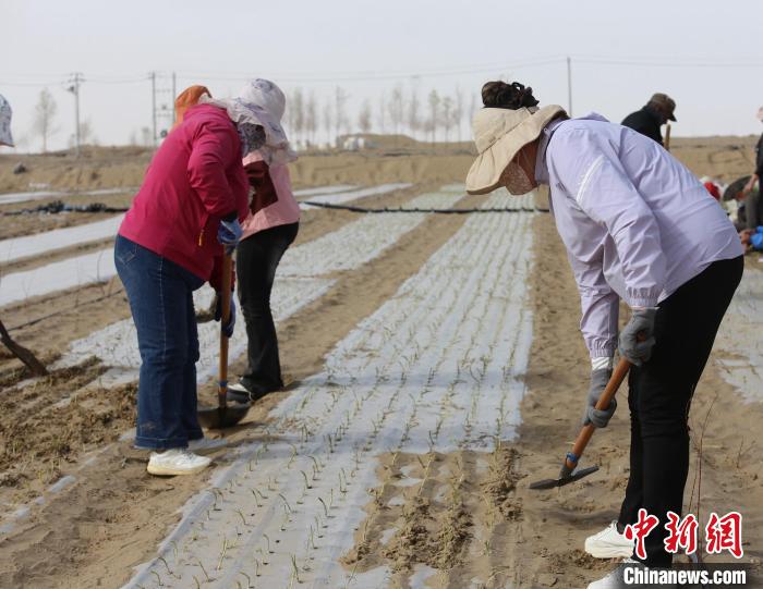
杭州各大医院黄牛代挂号电话票贩子号贩子网上预约挂号,住院检查加快,新疆民丰县：防沙治沙开辟沙漠经济新路径