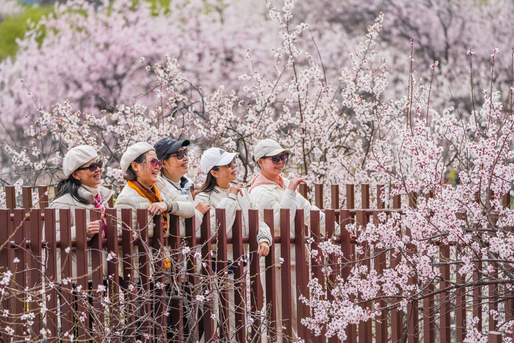 
北大医院黄牛代挂号电话票贩子号贩子网上预约挂号,住院检查加快,文旅新探｜乘坐高原复兴号，寻访藏家桃花香