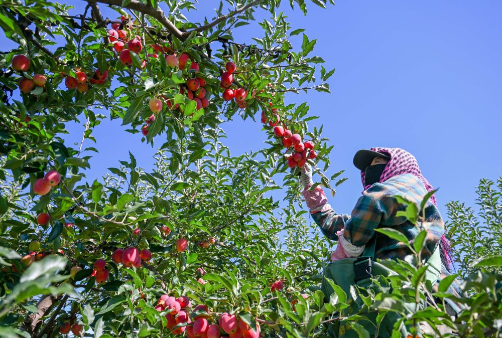 
杭州市儿童医院黄牛代挂号电话票贩子号贩子网上预约挂号,住院检查加快,牢牢守住不发生规模性返贫致贫底线——西部脱贫地区“5年过渡期”一线观察