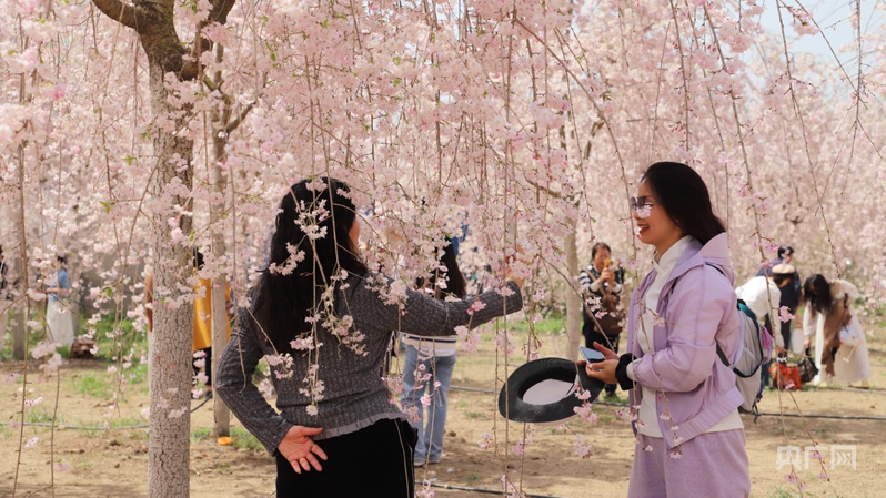 
上海华山医院黄牛代挂号电话票贩子号贩子网上预约挂号,住院检查加快,【乡路上，感受脉动中国】远山花开激活“春日经济” 阡陌交通描绘振兴图景