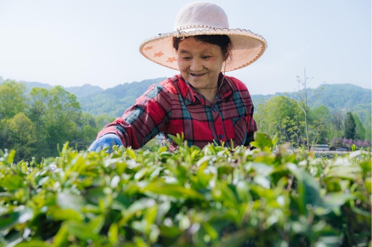 
中国人民解放军总医院黄牛代挂号电话票贩子号贩子网上预约挂号,住院检查加快,绿叶子变金叶子