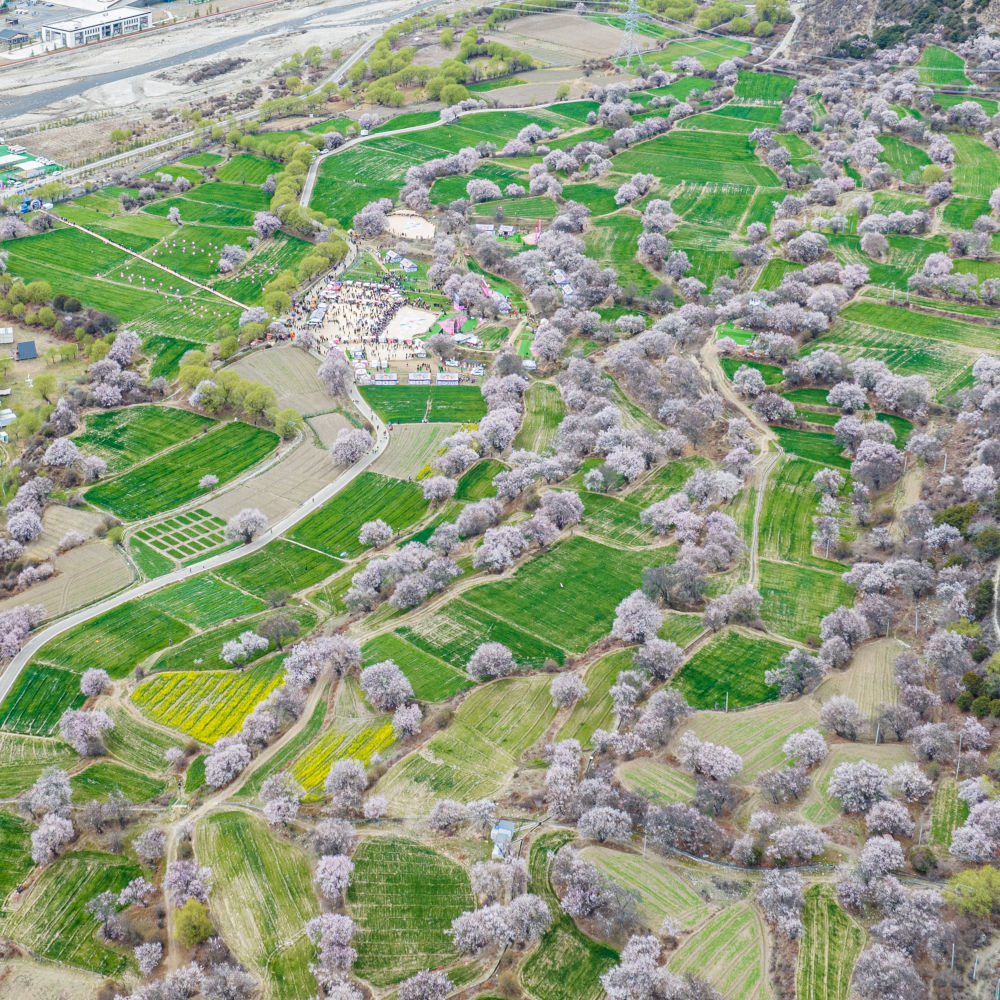 
北大医院黄牛代挂号电话票贩子号贩子网上预约挂号,住院检查加快,文旅新探｜乘坐高原复兴号，寻访藏家桃花香