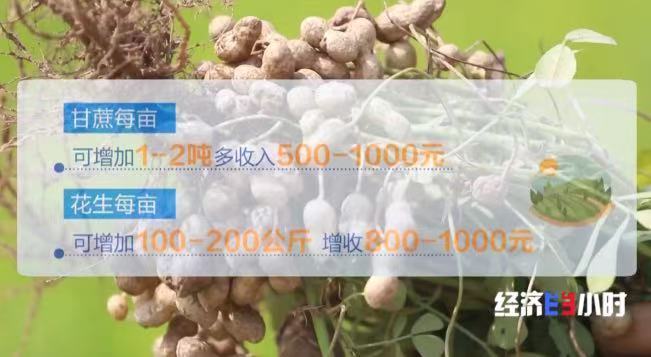 
天津市环湖医院黄牛号贩子挂号电话甘蔗地里藏“金豆”！套种花生让一片地两份收入