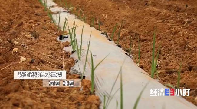 
天津市环湖医院黄牛号贩子挂号电话甘蔗地里藏“金豆”！套种花生让一片地两份收入