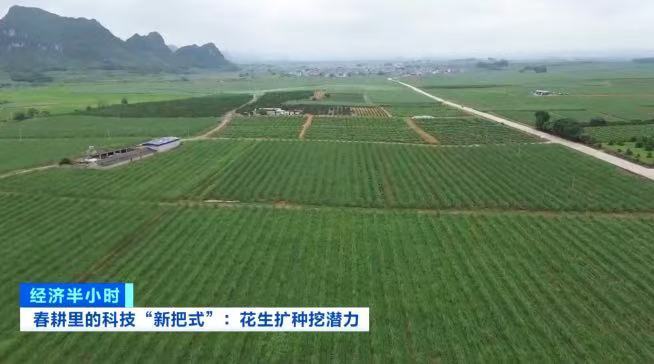 
天津市环湖医院黄牛号贩子挂号电话甘蔗地里藏“金豆”！套种花生让一片地两份收入