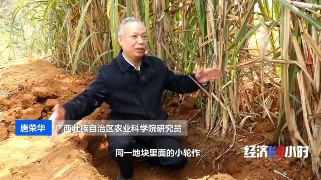 
天津市环湖医院黄牛号贩子挂号电话甘蔗地里藏“金豆”！套种花生让一片地两份收入