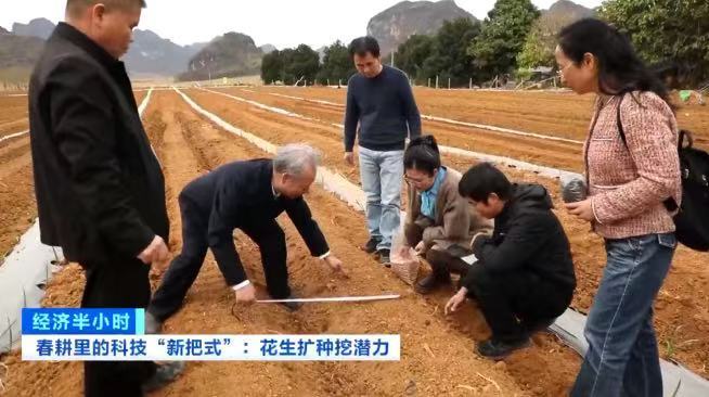 
天津市环湖医院黄牛号贩子挂号电话甘蔗地里藏“金豆”！套种花生让一片地两份收入