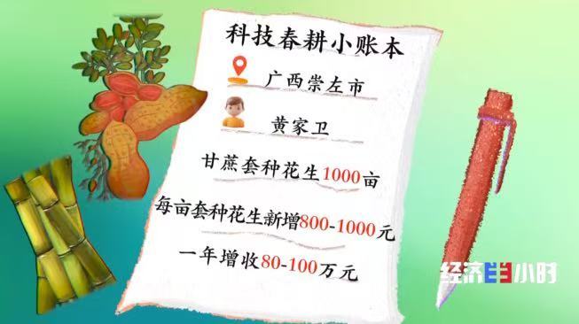 
天津市环湖医院黄牛号贩子挂号电话甘蔗地里藏“金豆”！套种花生让一片地两份收入