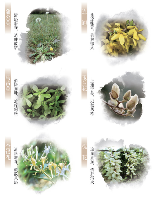 
长沙各大医院黄牛代挂号电话票贩子号贩子网上预约挂号,住院检查加快,春日这些常见的花草，原来都是中药（服务窗）