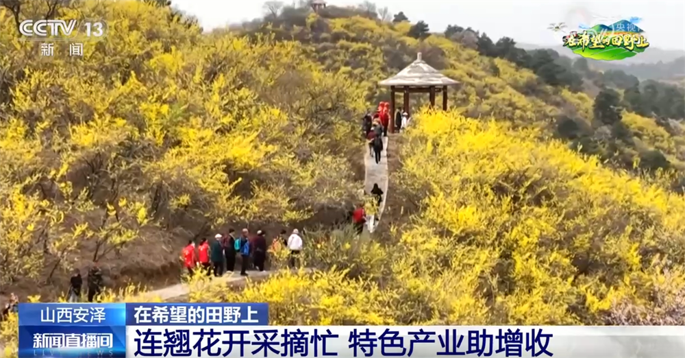 
首都医科大学附属安贞医院黄牛代挂号电话票贩子号贩子网上预约挂号,住院检查加快,从“赏花1.0”到“产业2.0” 特色产业“以花为媒”绘就乡村振兴新画卷