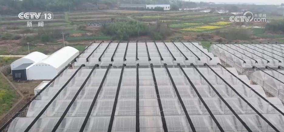 
北京鼓楼医院孙凌云黄牛代挂号电话票贩子号贩子网上预约挂号,住院检查加快,水果刺客→亲民爆款 科技为百姓“果盘子”注入“鲜”力量