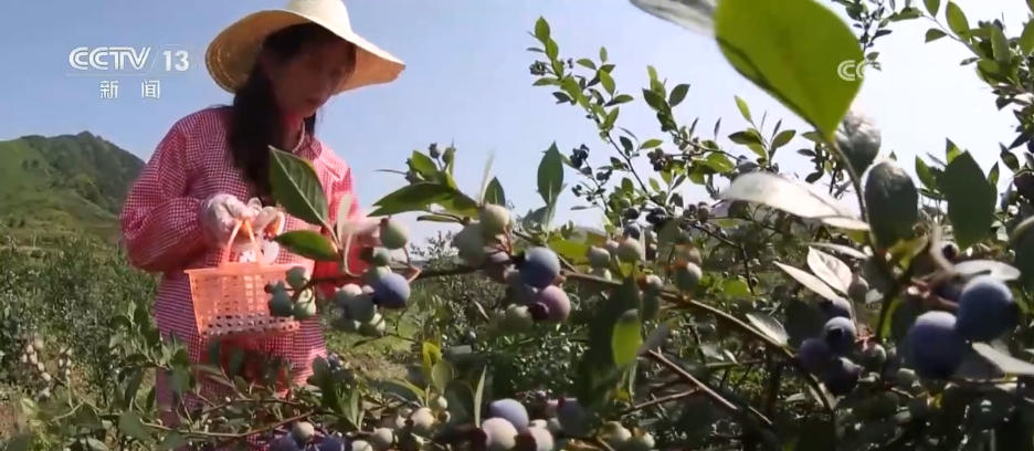 
北京鼓楼医院孙凌云黄牛代挂号电话票贩子号贩子网上预约挂号,住院检查加快,水果刺客→亲民爆款 科技为百姓“果盘子”注入“鲜”力量
