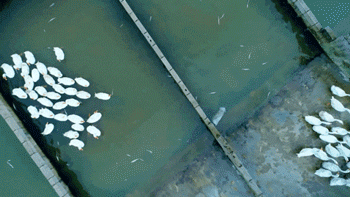 天津血液研究所黄牛代挂号电话票贩子号贩子网上预约挂号,住院检查加快,何以中国|万物皆可“熏”,地道武夷味