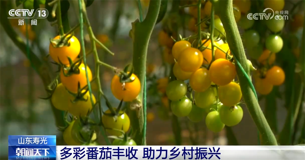 
南京市第一医院黄牛代挂号电话票贩子号贩子网上预约挂号,住院检查加快,多彩番茄、甜美樱桃、冷水鱼 特色产业赋能乡村振兴结出“累累硕果”