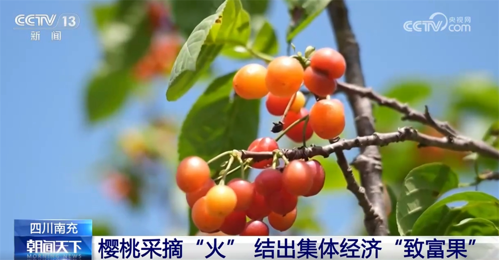 
南京市第一医院黄牛代挂号电话票贩子号贩子网上预约挂号,住院检查加快,多彩番茄、甜美樱桃、冷水鱼 特色产业赋能乡村振兴结出“累累硕果”