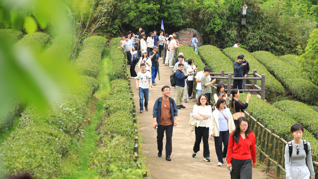 
北京人民医院黄牛代挂号电话票贩子号贩子网上预约挂号,住院检查加快,何以中国｜振兴路上，南平书写“三茶统筹”生态答卷