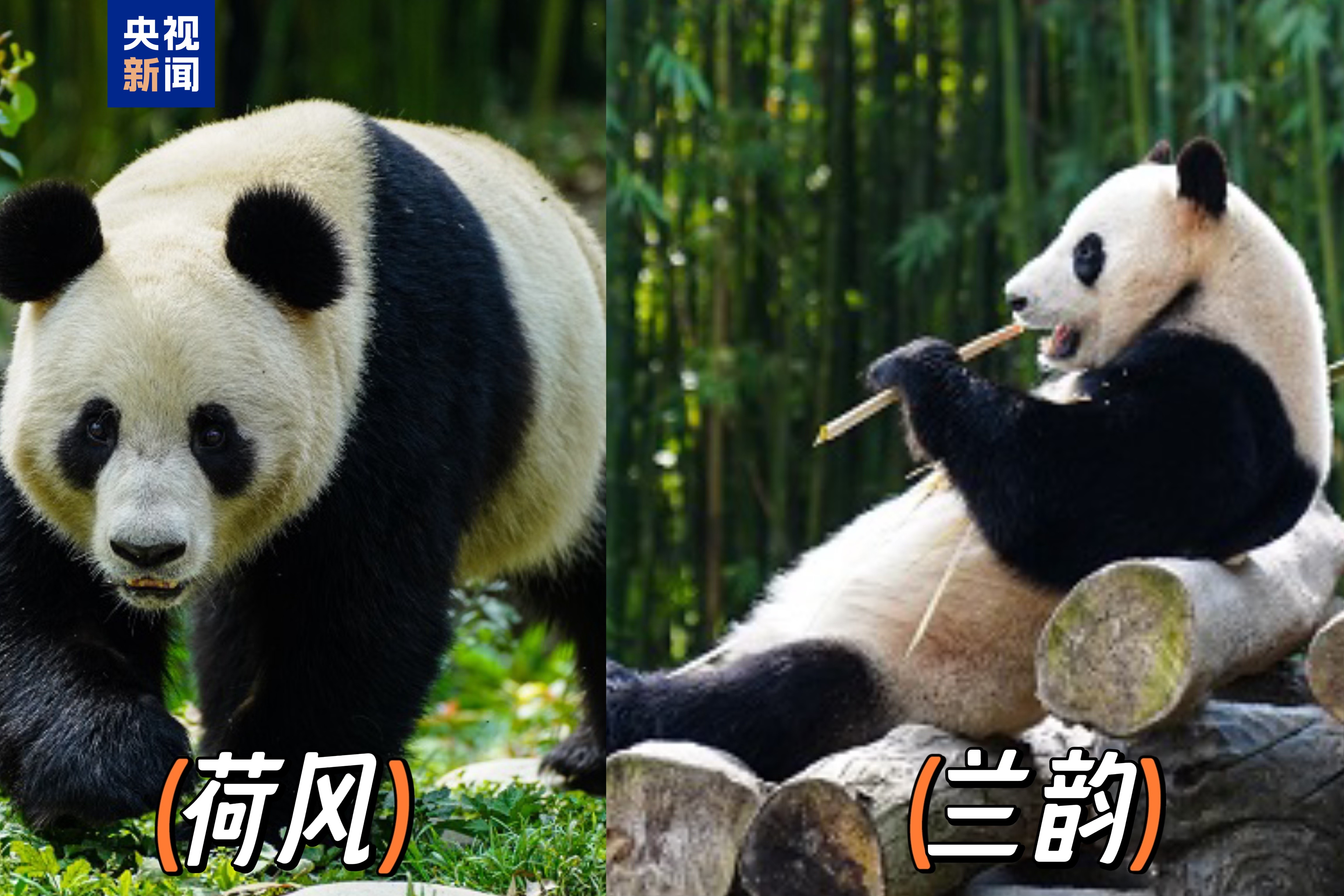 
北医三院黄牛代挂号电话票贩子号贩子网上预约挂号,住院检查加快,启程赴奥地利 大熊猫“荷风”“兰韵”将开启10年旅居生活