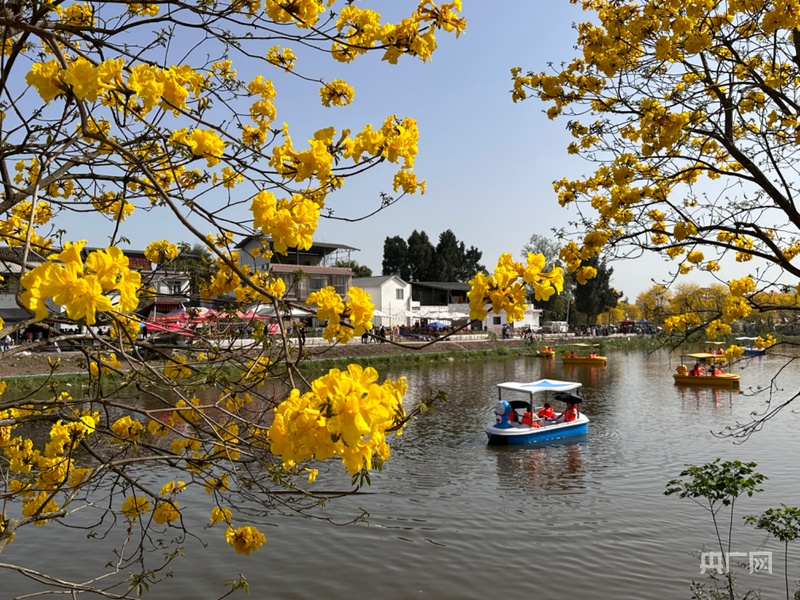 
浙江口腔医院黄牛代挂号电话票贩子号贩子网上预约挂号,住院检查加快,消费新观察｜黄花风铃木盛开 “花经济” 串起多元消费链