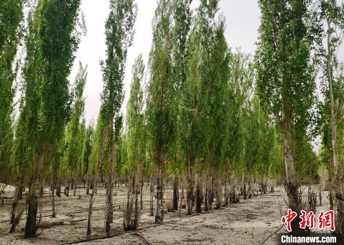 
北京各大医院黄牛代挂号电话票贩子号贩子网上预约挂号,住院检查加快,新疆“当代愚公”：沙海中41载“凿”34公里“绿色长城”