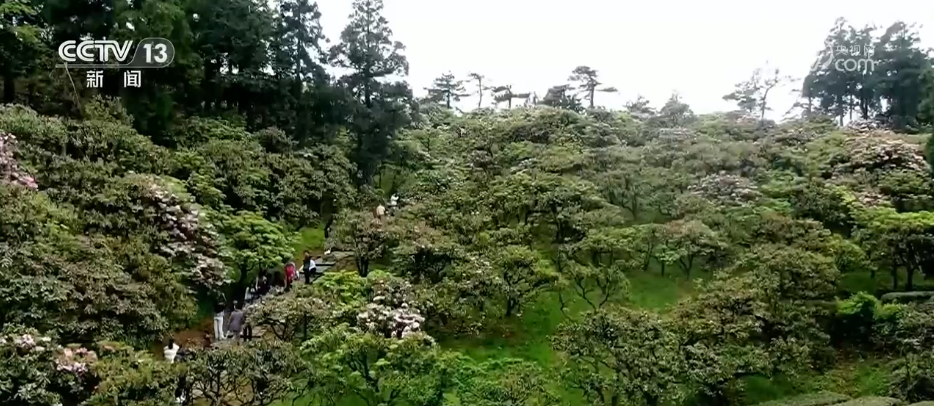 
浙江省同德医院黄牛代挂号电话票贩子号贩子网上预约挂号,住院检查加快,“颜值”变“产值” “赏花游”助推文旅经济“春色满园”