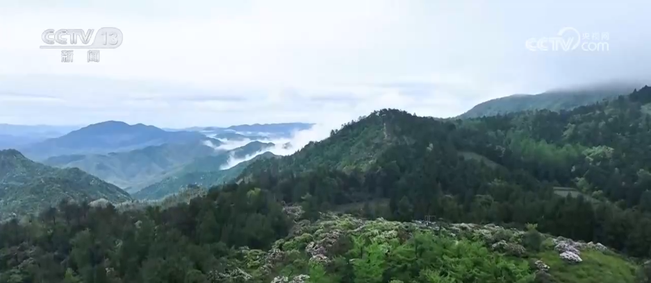 
浙江省同德医院黄牛代挂号电话票贩子号贩子网上预约挂号,住院检查加快,“颜值”变“产值” “赏花游”助推文旅经济“春色满园”