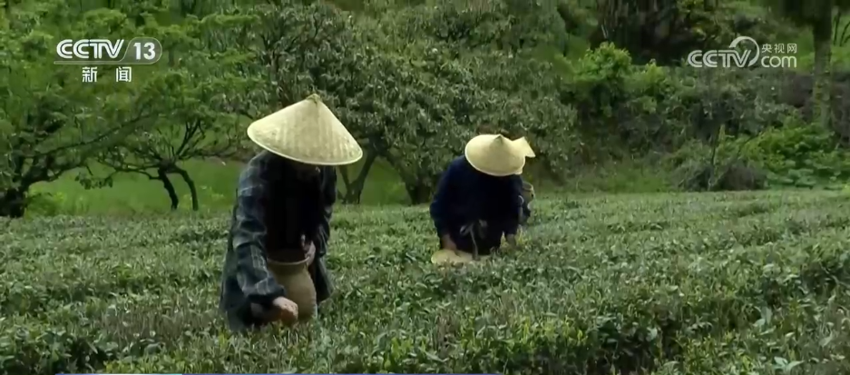 
浙江省同德医院黄牛代挂号电话票贩子号贩子网上预约挂号,住院检查加快,“颜值”变“产值” “赏花游”助推文旅经济“春色满园”