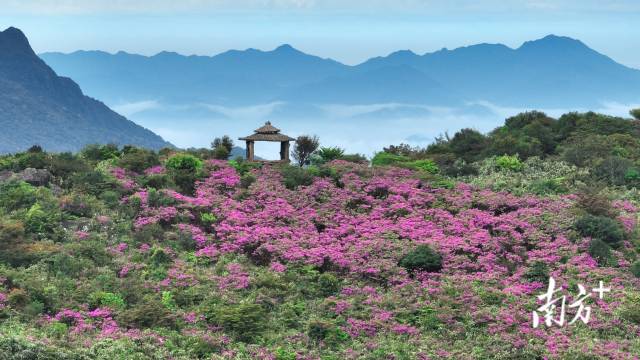 
南京中科研究所黄牛代挂号电话票贩子号贩子网上预约挂号,住院检查加快,文化中国行·清明 | 人间芳菲寄相思，四野澄明万户春