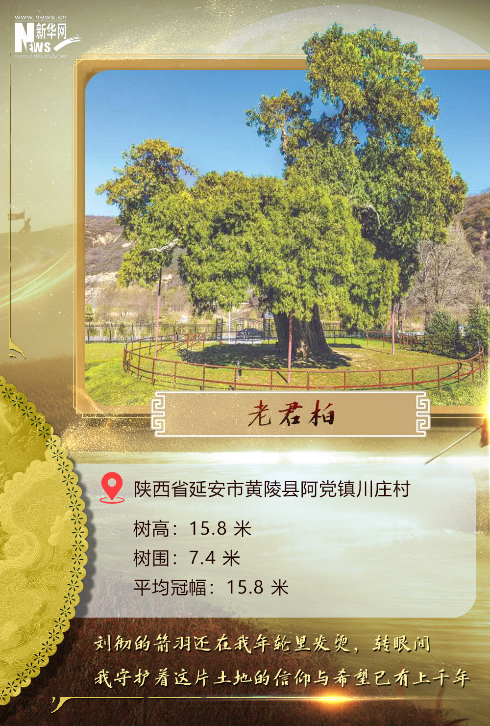 
西安市儿童医院黄牛代挂号电话票贩子号贩子网上预约挂号,住院检查加快,树载千秋·同根同祖丨5000岁古树下感受中华文明生生不息