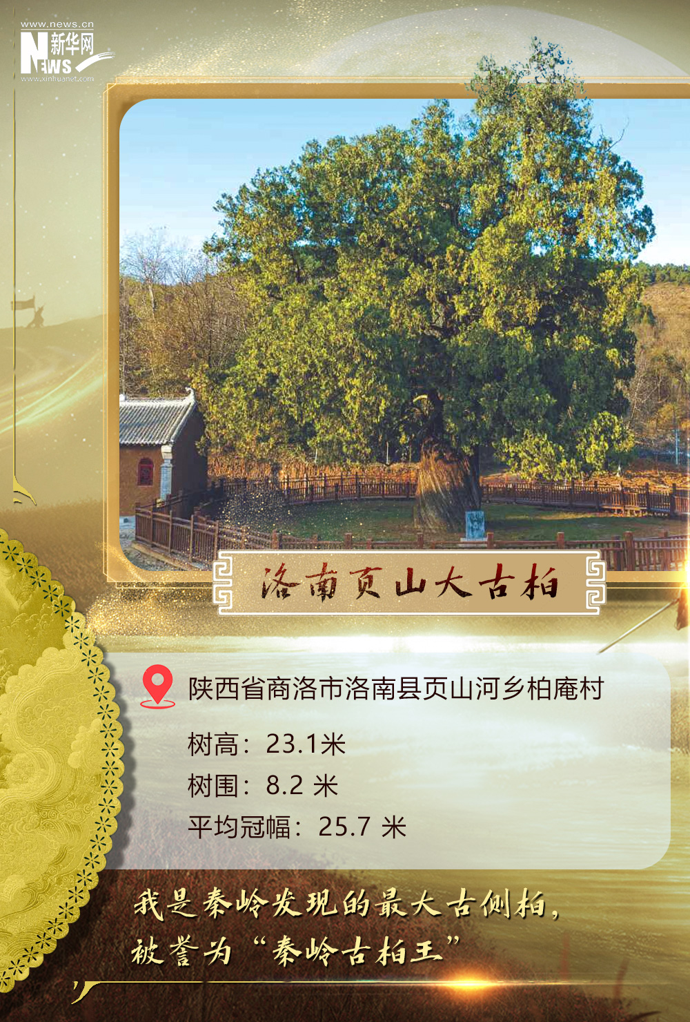 
西安市儿童医院黄牛代挂号电话票贩子号贩子网上预约挂号,住院检查加快,树载千秋·同根同祖丨5000岁古树下感受中华文明生生不息