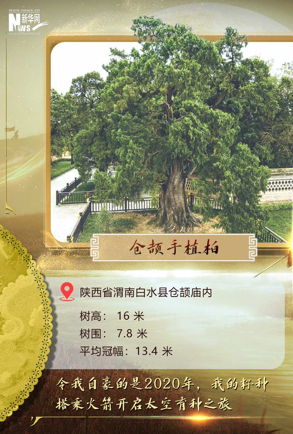 
西安市儿童医院黄牛代挂号电话票贩子号贩子网上预约挂号,住院检查加快,树载千秋·同根同祖丨5000岁古树下感受中华文明生生不息