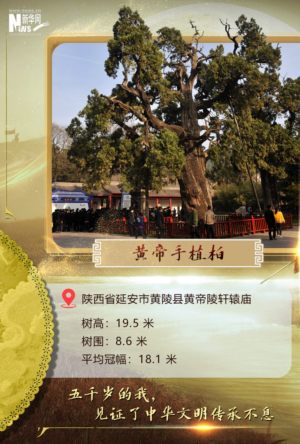 
西安市儿童医院黄牛代挂号电话票贩子号贩子网上预约挂号,住院检查加快,树载千秋·同根同祖丨5000岁古树下感受中华文明生生不息