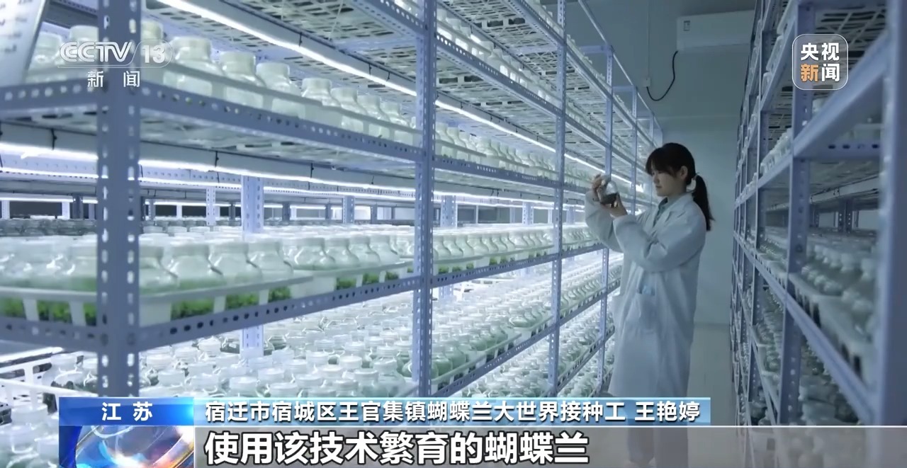
江苏省中医院黄牛代挂号电话票贩子号贩子网上预约挂号,住院检查加快,定时开花、抢“鲜”抵达……“鲜花经济”持续绽放新活力